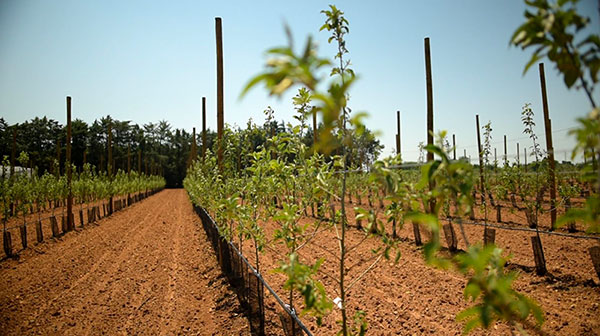 Environnement et type de culture
